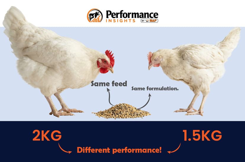 Why Do Two Farms Using the Same Feed Achieve Different Results?